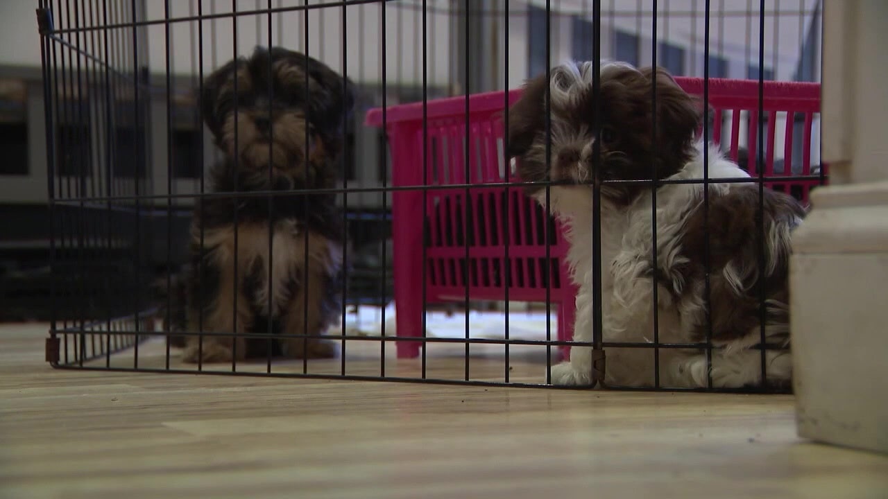 Senate proposal bans cat, dog sales at new Minnesota pet shops