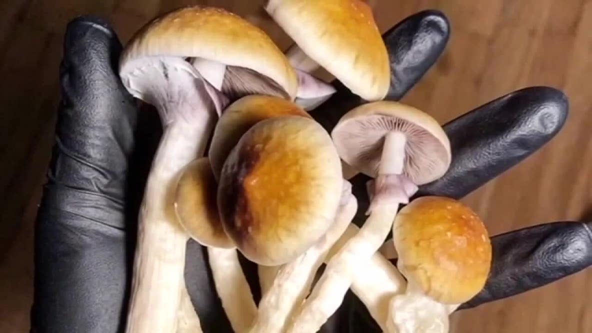 Minnesota magic mushrooms: Medical psilocybin bill advances
