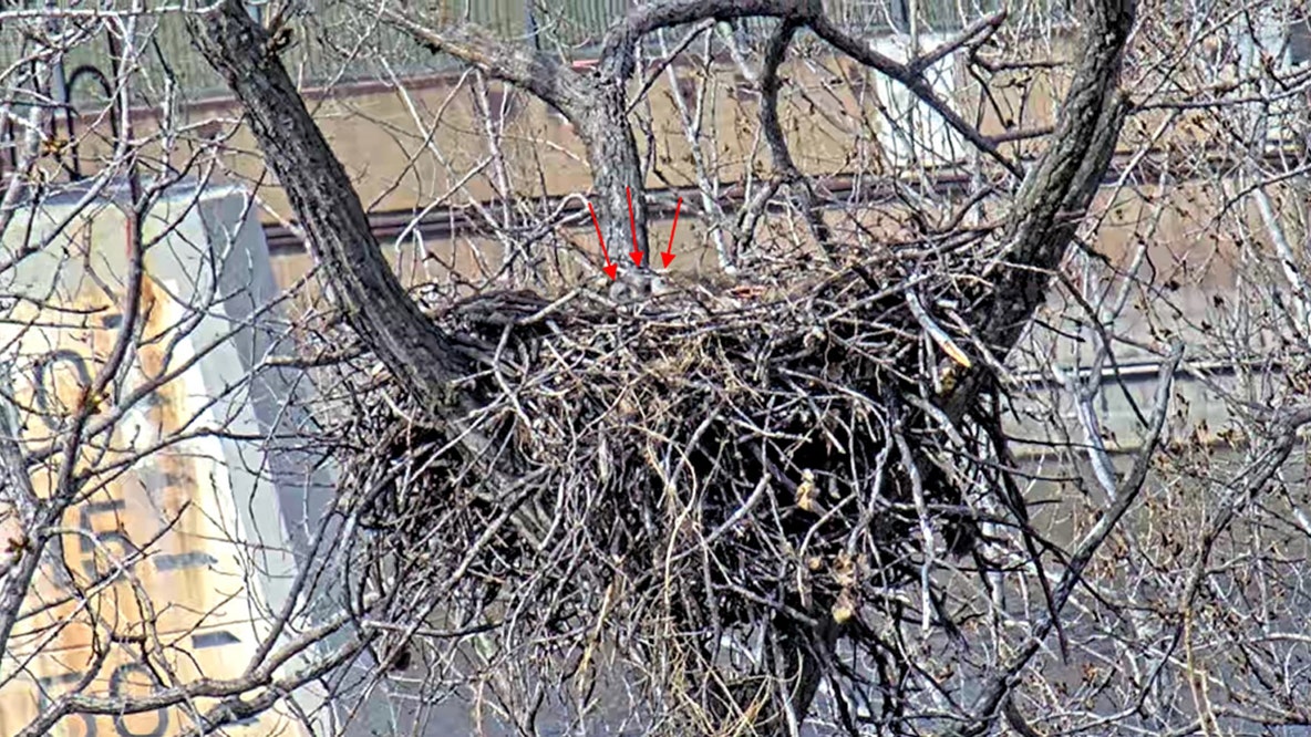 DNR Eaglecam: 3 chicks spotted in nest
