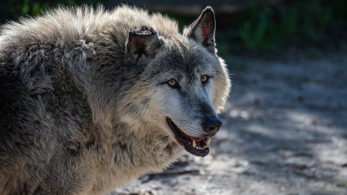 Man hits wolf with snowmobile, brings it to bar, and kills it, gets probation