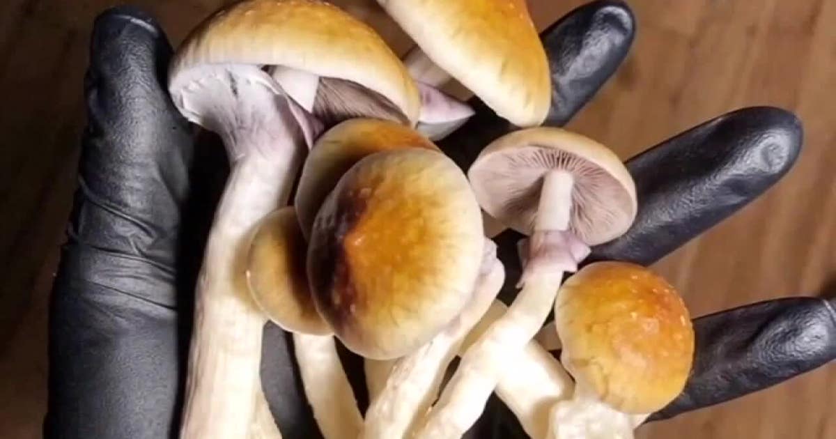 Minnesota magic mushrooms: Medical psilocybin bill advances