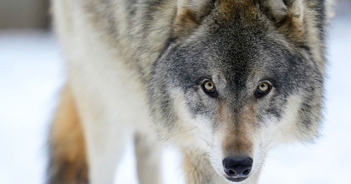 Humans cause nearly 2/3rds of wolf deaths in the Upper Midwest: study