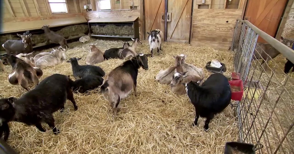 Farm Babies returns to Minnesota Zoo: Meet goats, sheep, pigs and more