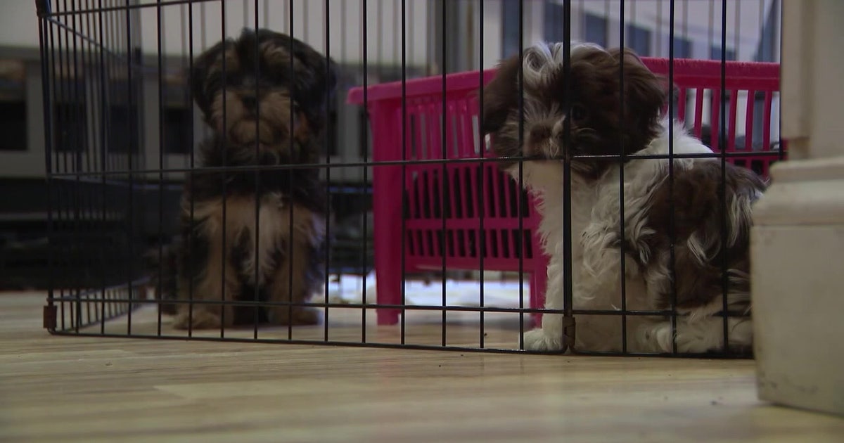 Senate proposal bans cat, dog sales at new Minnesota pet shops
