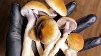 Minnesota magic mushrooms: Medical psilocybin bill advances