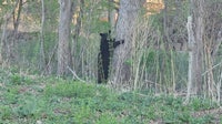 Black bear spotted in Cottage Grove neighborhood