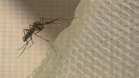 Mosquito control measures begin across Twin Cities metro