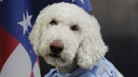 Therapy dog helping MN sheriff’s office needs surgery, community steps up