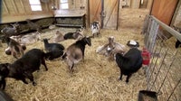 Farm Babies returns to Minnesota Zoo: Meet goats, sheep, pigs and more