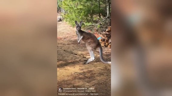 Escaped kangaroo found in Wisconsin using drone