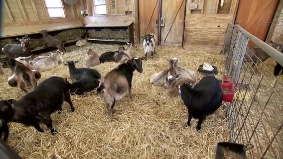 Farm Babies returns to Minnesota Zoo: Meet goats, sheep, pigs and more
