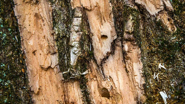 Emerald ash borer found in Todd County: Emergency quarantine limits firewood