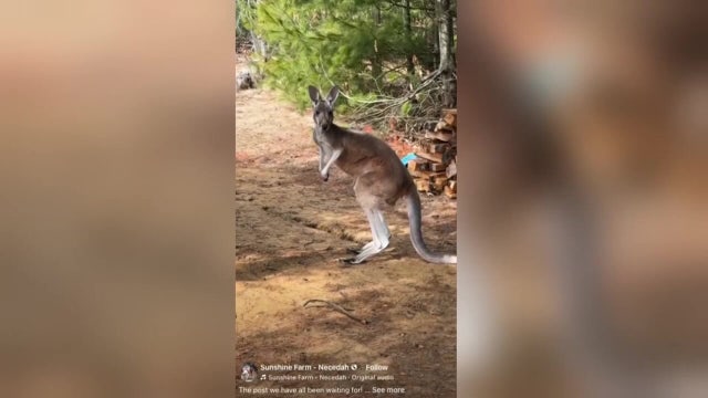 Escaped kangaroo found in Wisconsin using drone