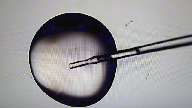 Minnesota families push for IVF insurance coverage after 2 failed attempts at State Capitol