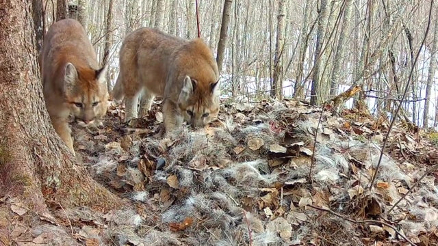 Minnesota cougar population reproduction evidence caught on camera