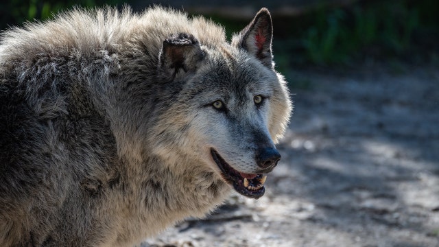 Man hits wolf with snowmobile, brings it to bar, and kills it, gets probation