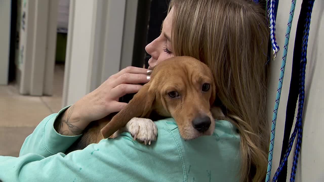 The Bond Between welcomes 30 beagles rescued from Ridglan Farms in Wisconsin