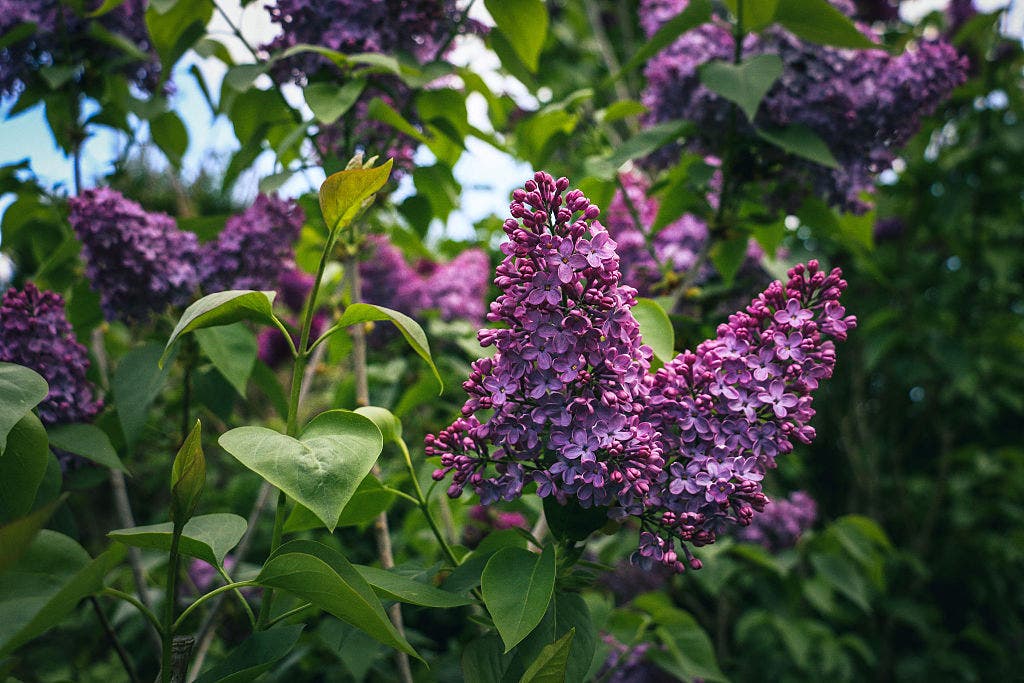 Things to do in Minnesota: 5 things to do this weekend (May 15–17)