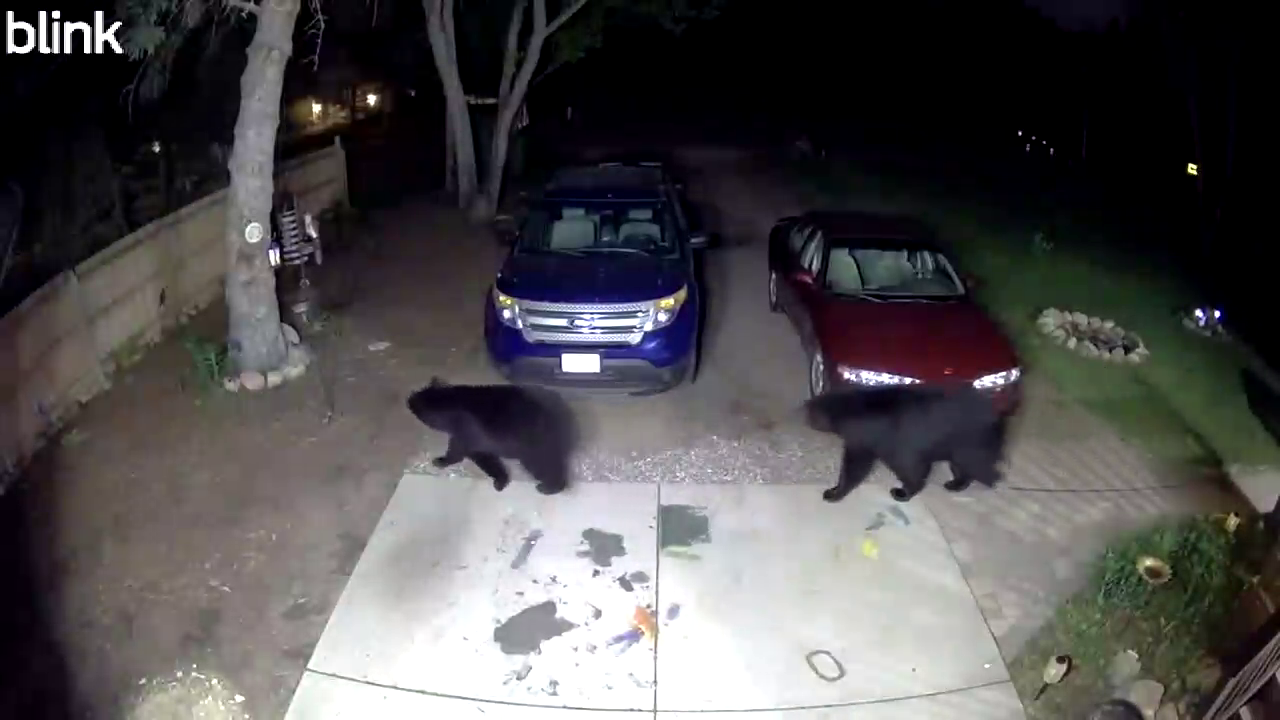 Black bears caught on Blink camera wandering Elk River neighborhood