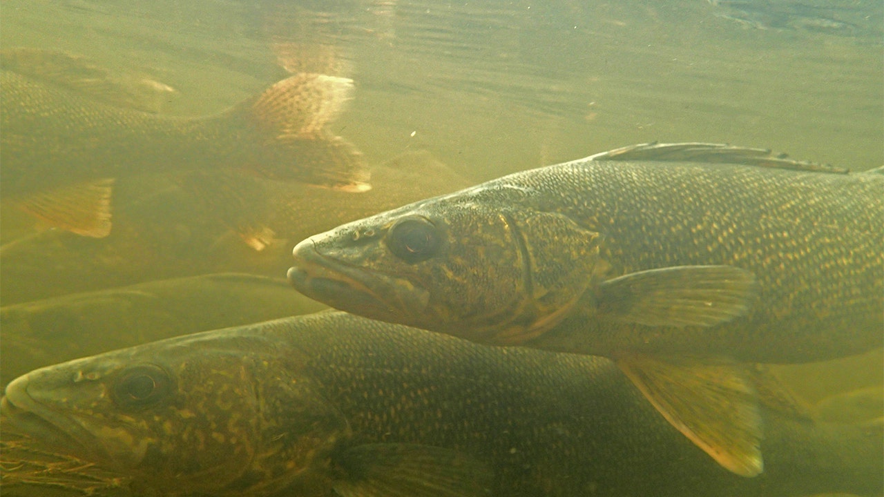 Brainerd Lakes fishing forecast: What to expect Memorial Day weekend