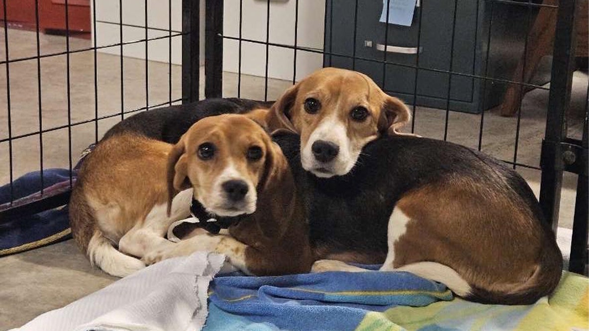 Ridglan farms beagle rescue: Winona Humane Society accepting help for 20 dogs