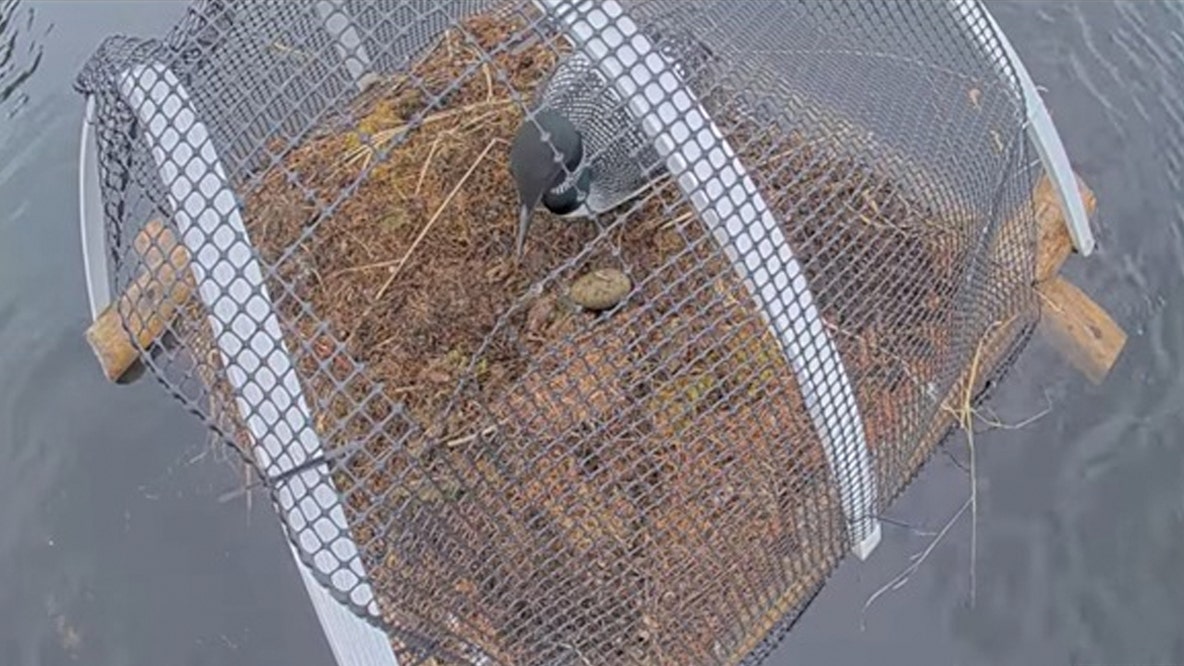 Loon lays egg on Mother's Day, footage captured on Chik-Wauk Museum and Nature Center live loon nest camera