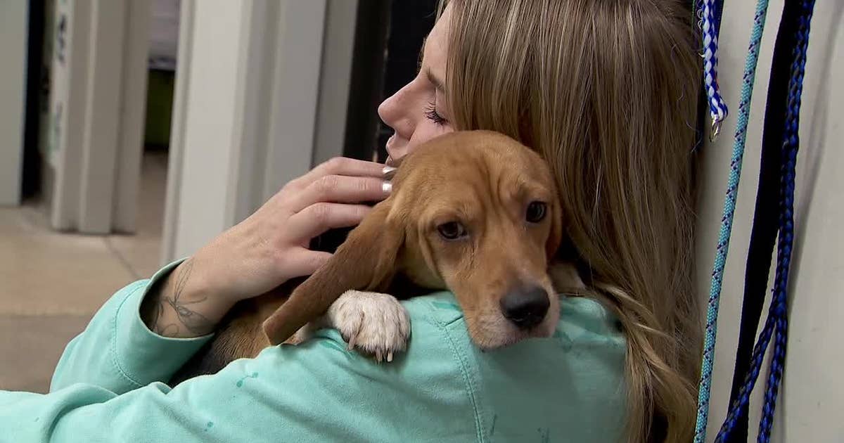 The Bond Between welcomes 30 beagles rescued from Ridglan Farms in Wisconsin