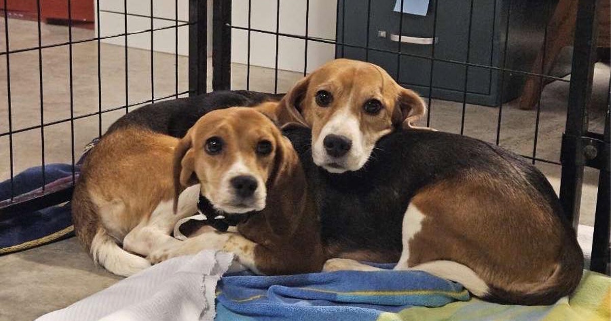 Ridglan farms beagle rescue: Winona Humane Society accepting help for 20 dogs