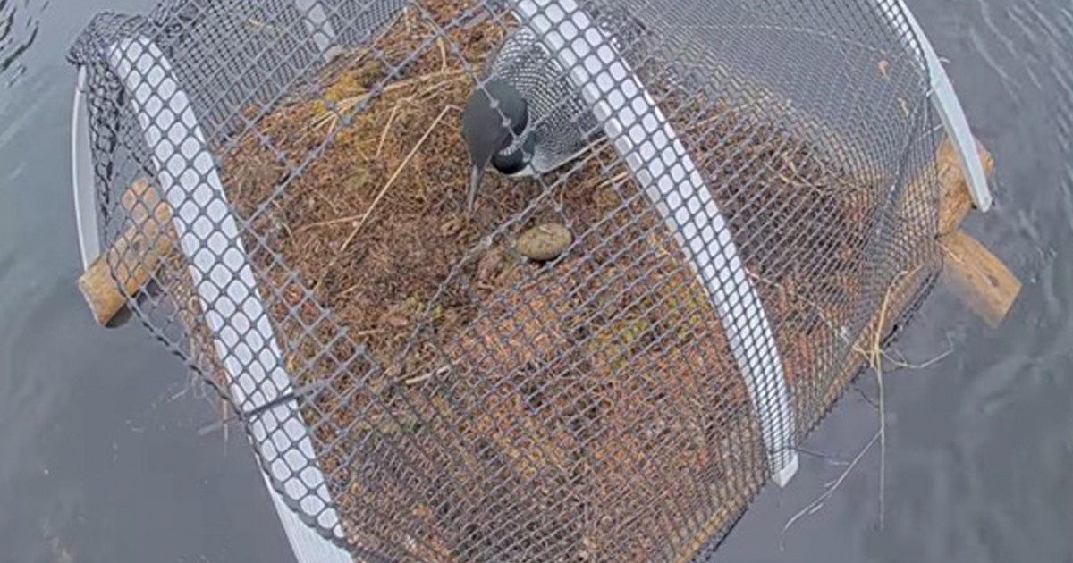 Loon lays egg on Mother’s Day, footage captured on Chik-Wauk Museum and Nature...