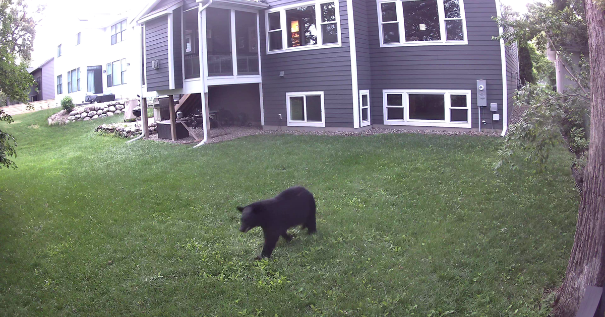 Black bear spotted in Edina neighborhood