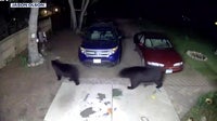 Black bear spotted in Burnsville as sightings grow across Twin Cities