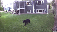 WATCH: Black bear wanders through Edina neighborhood