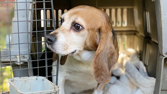 Beagles rescued from Ridglan Farms in Wisconsin headed to Minnesota shelters