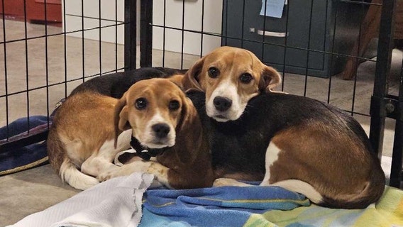 Ridglan farms beagle rescue: Winona Humane Society accepting help for 20 dogs