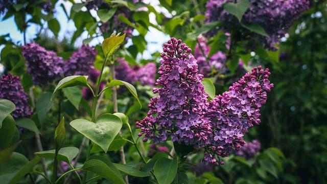 Things to do in Minnesota: 5 things to do this weekend (May 15–17)