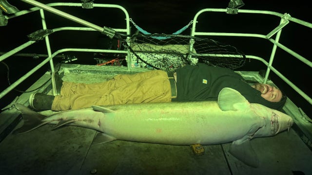Minnesota angler catches state record 80-inch lake sturgeon on Rainy River