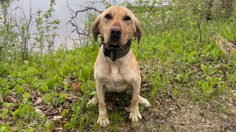 Zebra mussels detecting dog now on patrol for Minnesota DNR | FOX
