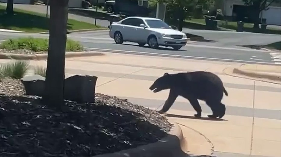 Bear caught on camera exploring front yard, driveway in Burnsville