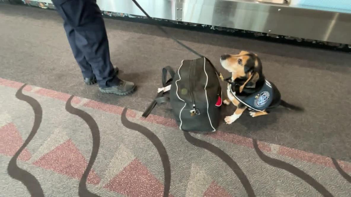MSP's Beagle Brigade: Meet the dogs sniffing out illegal food at Minneapolis-St. Paul Airport