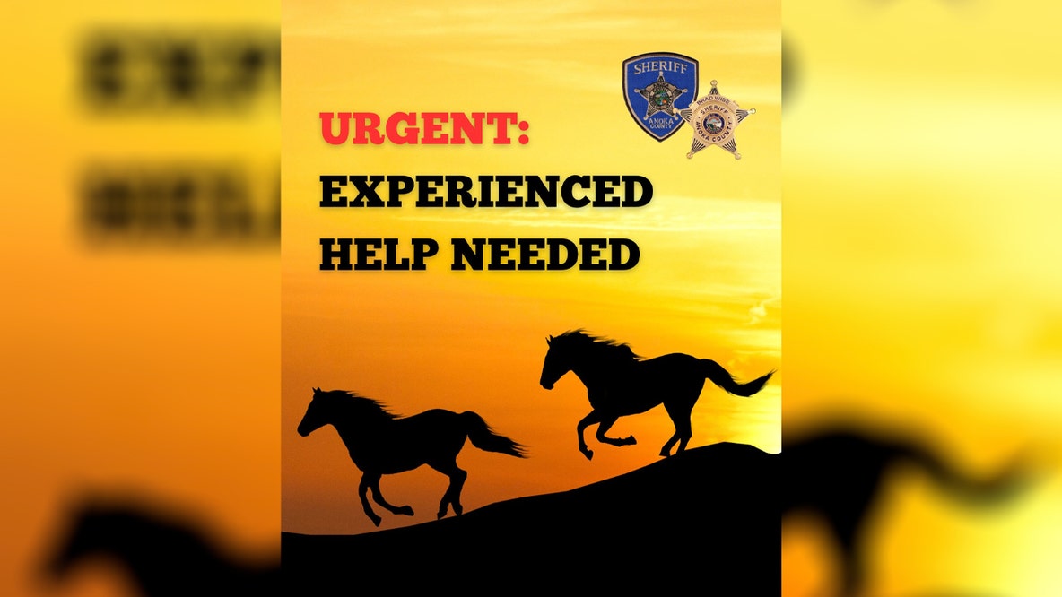 Wild horses loose in Anoka County: Sheriff's office asking for experienced help in recovering them