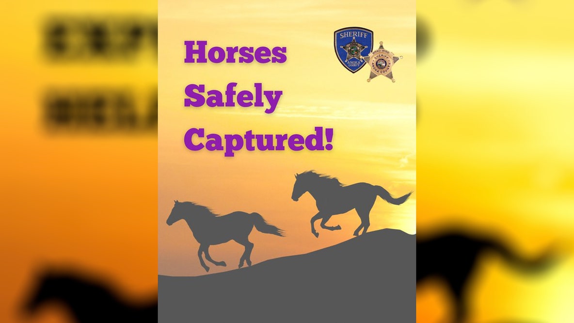 Wild horses in Anoka County found after sheriff's office asks public for help