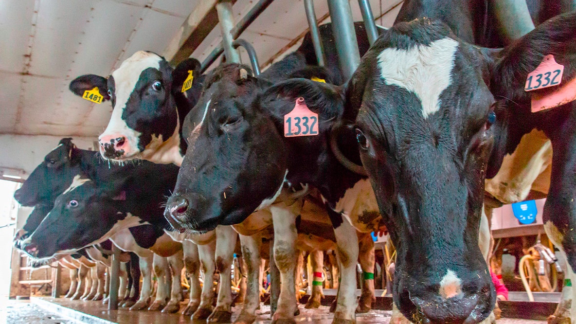 MN dairy facility more than doubling herd size without environmental impact study