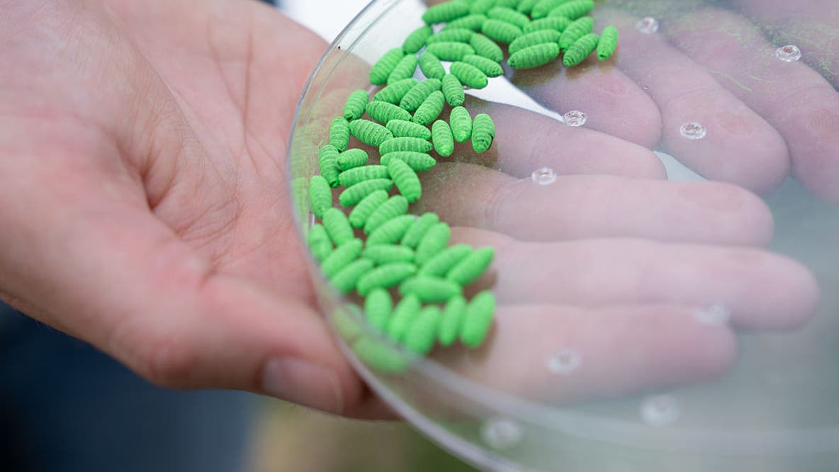 New World Screwworm: Minnesota restricts dog and cat imports from affected states