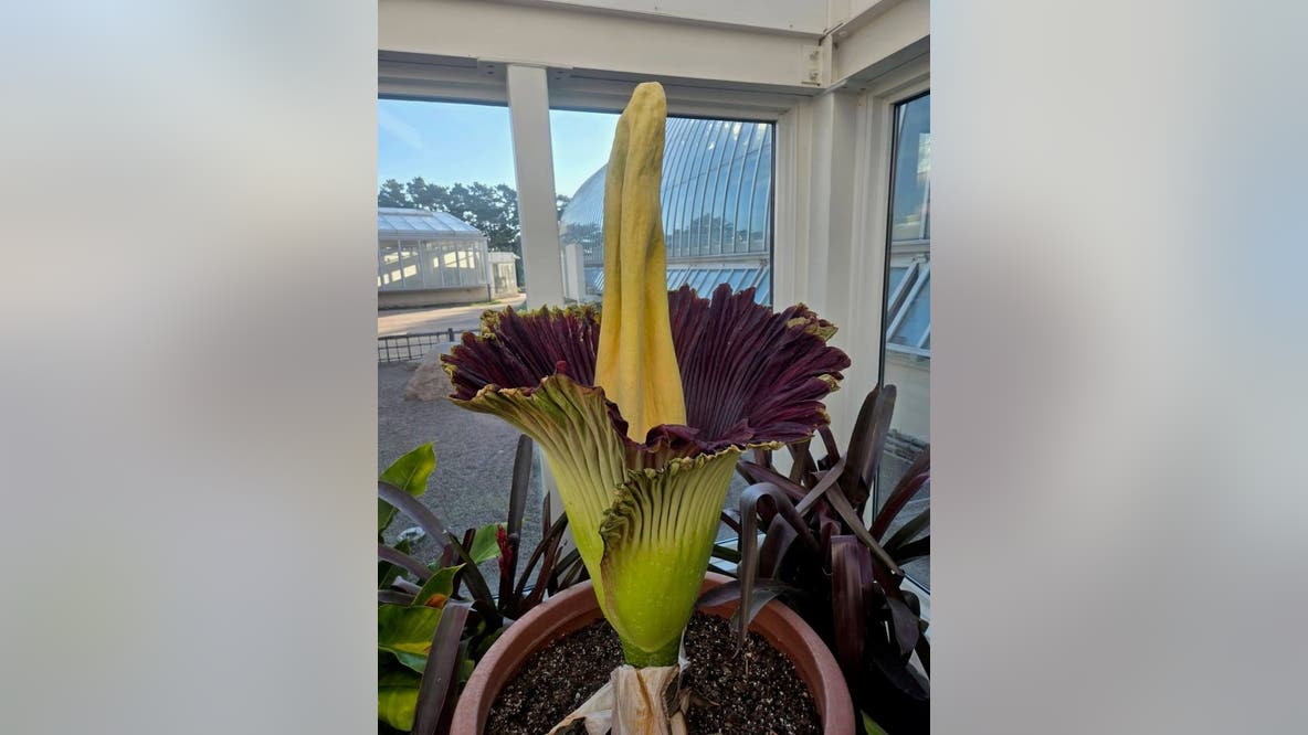 Como Park Zoo's corpse flower Horace blooms: How to see it Sunday