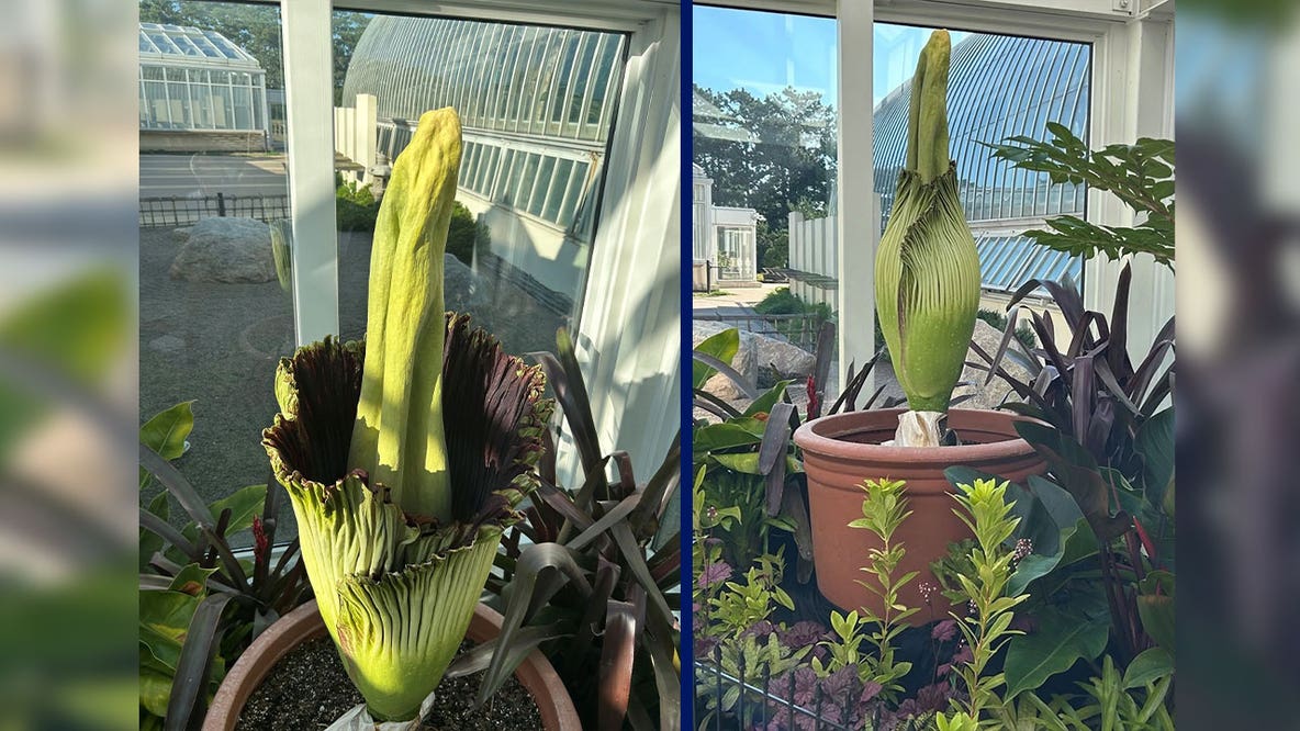 Como Park Zoo's corpse flower Horace blooms: How to see it Sunday