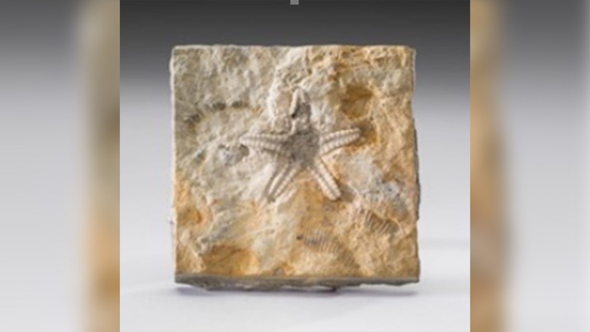 Minnesota fossil featured at Smithsonian National Museum this month