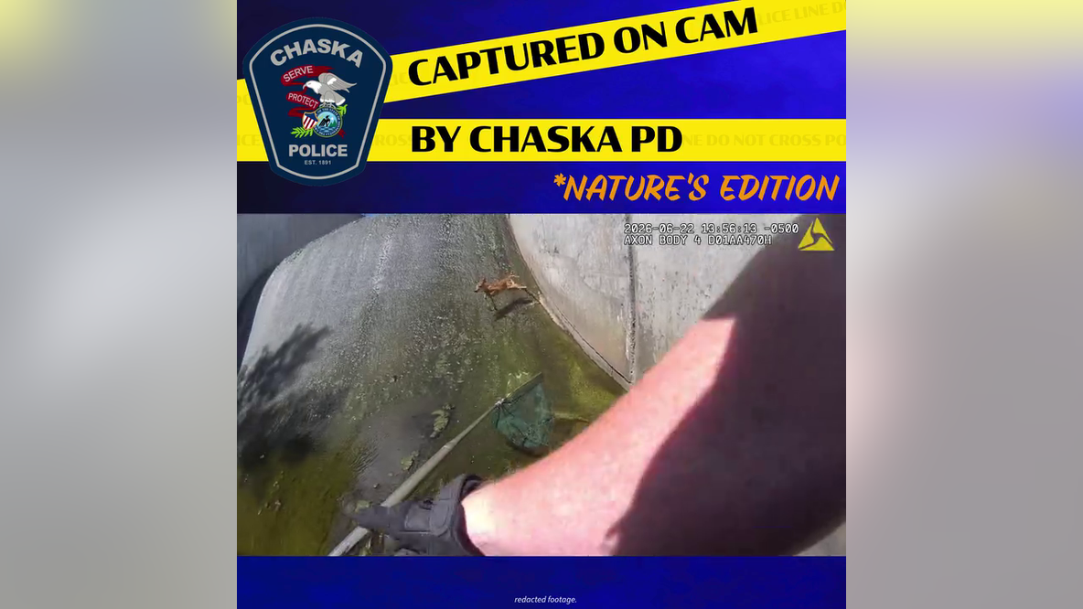 Caught on camera: Baby deer stuck in levee rescued by Chaska PD, DNR officers