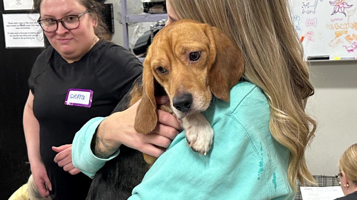 Beagles rescued from Ridglan Farms have all been adopted, Animal Humane Society says