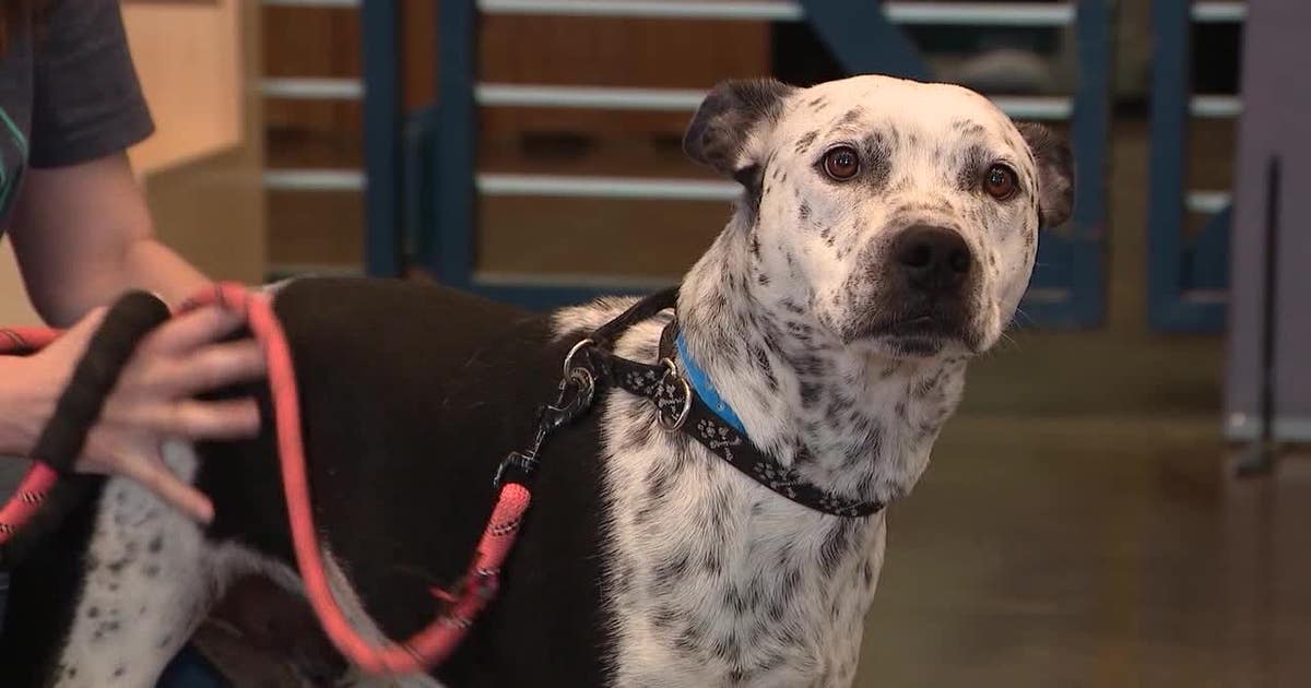 Minnesota heat wave: Animal Humane Society shares tips to keep your pet safe this summer
