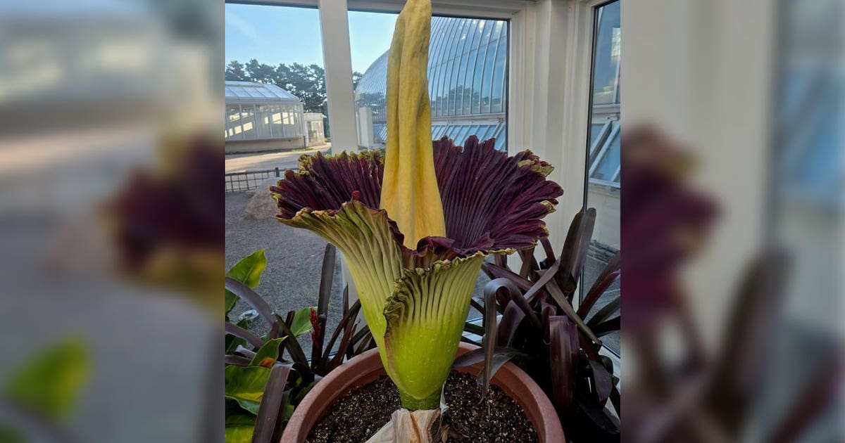 Como Park Zoo's corpse flower Horace blooms: How to see it Sunday